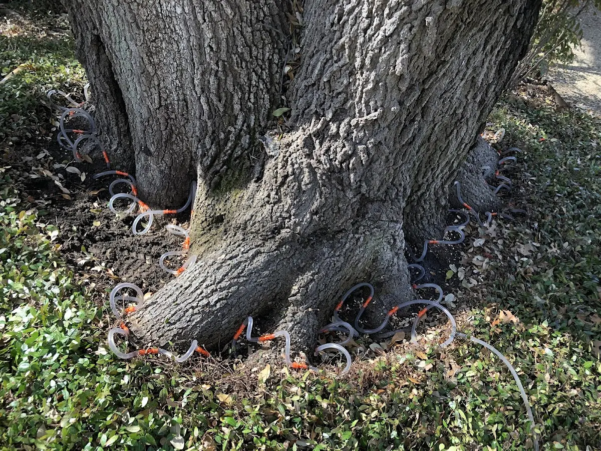 Detailed Tree Cabling and Bracing job site in Claflin