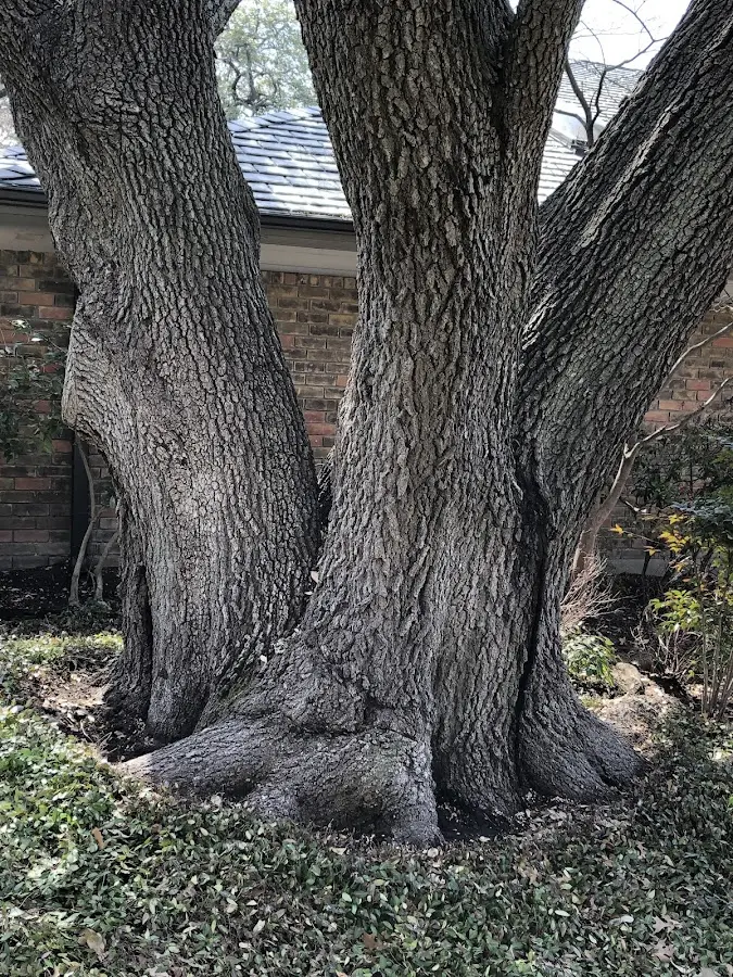 Mature heritage tree close to a Claflin property cared for by certified arborists